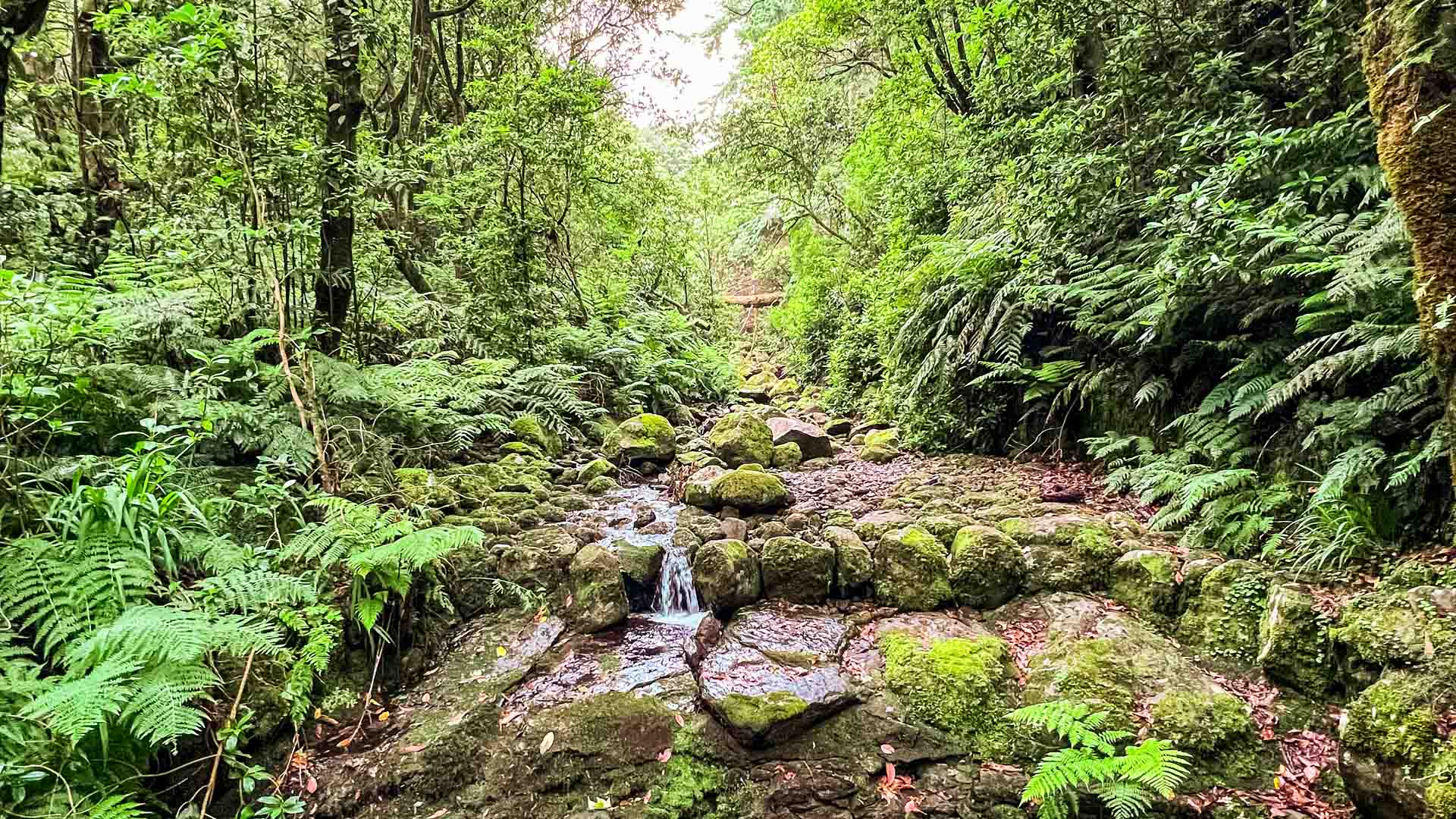 caldeirao-verde-see-and-go-beyond-madeira4